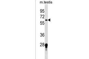 FUT11 Antibody (Center) (ABIN1538063 and ABIN2849829) western blot analysis in mouse testis tissue lysates (35 μg/lane). (FUT11 Antikörper  (AA 204-233))