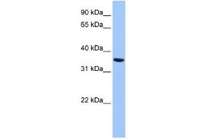 WB Suggested Anti-ANXA8L2 Antibody Titration:  0. (ANXA8L2 Antikörper  (Middle Region))