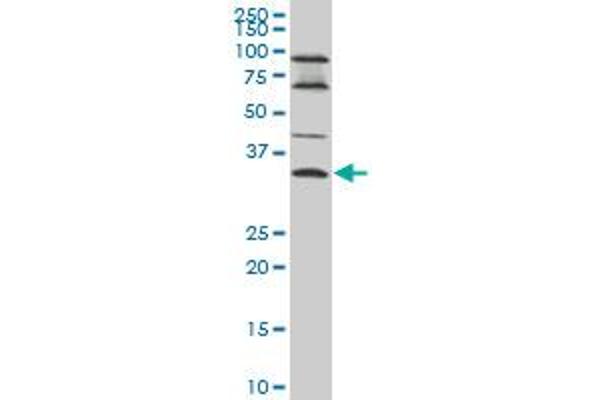 EPSTI1 antibody  (AA 1-100)