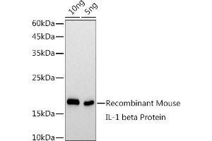 Western blot analysis of extracts of Recombinant Mouse IL1β Protein, using IL1β antibody  at 1:1000 dilution. (IL-1 beta Antikörper)