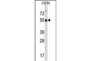 Western blot analysis in CEM cell line lysates (35ug/lane). (POU3F3 Antikörper  (AA 294-323))