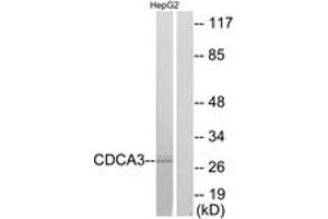Western blot analysis of extracts from HepG2 cells, using CDCA3 Antibody. (CDCA3 Antikörper  (AA 219-268))