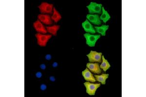 ABIN7095741 and ABIN7099803 staining Hela cells by IF/ICC. (Vasopressin Antikörper)