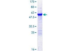 C21orf33 Protein (AA 1-268) (GST tag)