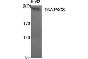 Western Blot (WB) analysis of specific cells using DNA-PKCS Polyclonal Antibody.