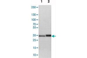 Western blot analysis of cell lysates with STX3 polyclonal antibody  at 1:250-1:500 dilution. (STX3 Antikörper)