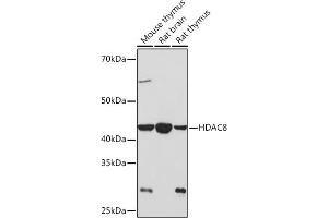 Western blot analysis of extracts of various cell lines, using HD Rabbit mAb (ABIN7267714) at 1:1000 dilution. (HDAC8 Antikörper)