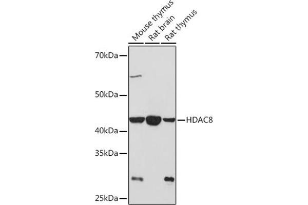 HDAC8 抗体