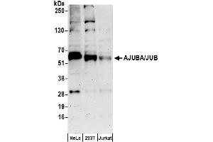 anti-Ajuba LIM Protein (AJUBA) (AA 75-125) antibody