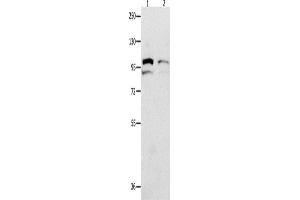 Western Blotting (WB) image for anti-Major Vault Protein (MVP) antibody (ABIN2428358) (MVP Antikörper)