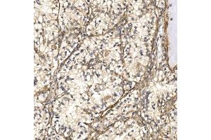 IHC analysis of NXN/NRX using anti-NXN/NRX antibody (ABIN7600416).