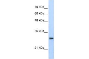Western Blotting (WB) image for anti-Proteasome Subunit alpha Type 1 (PSMA1) antibody (ABIN2462128) (PSMA1 Antikörper)