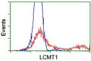 Image no. 2 for anti-Leucine Carboxyl Methyltransferase 1 (LCMT1) antibody (ABIN1499108) (LCMT1 Antikörper)