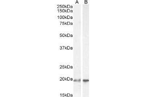 ABIN184805 (2µg/ml) staining of HEK293 (A) and HeLa (B) cell lysate (35µg protein in RIPA buffer).
