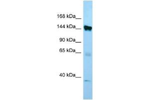 WB Suggested Anti-EMILIN1 Antibody Titration: 1. (Emilin1 Antikörper  (C-Term))