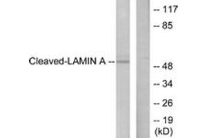 Western blot analysis of extracts from NIH-3T3 cells, treated with Etoposide 25uM 60', using Lamin A (Cleaved-Asp230) Antibody. (Lamin A/C Antikörper  (Cleaved-Asp230))