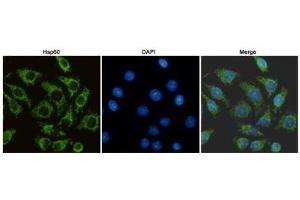 Immunocytochemistry staining of HeLa cells fixed with -20 °C Methanol and using Hsp60 mouse mAb (dilution 1:100).