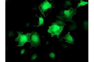 Anti-AKT1 mouse monoclonal antibody (ABIN2455508) immunofluorescent staining of COS7 cells transiently transfected by pCMV6-ENTRY AKT1 (RC220257). (AKT1 Antikörper)