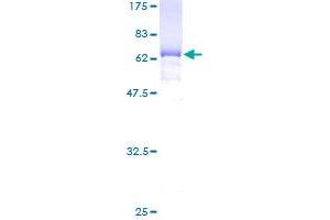 EIF3H Protein (AA 1-352) (GST tag)