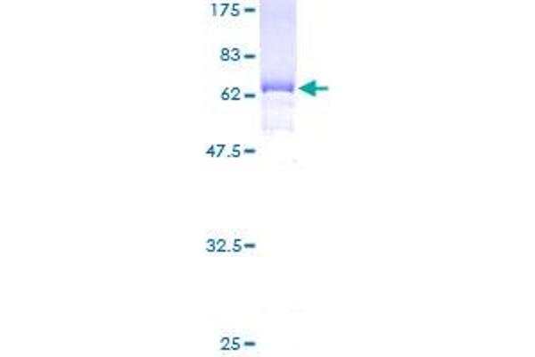 EIF3H Protein (AA 1-352) (GST tag)