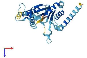 PSMA8 Protein (AA 1-256) (His tag)