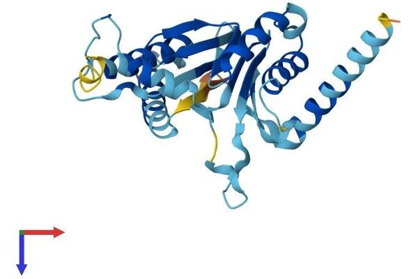PSMA8 Protein (AA 1-256) (His tag)