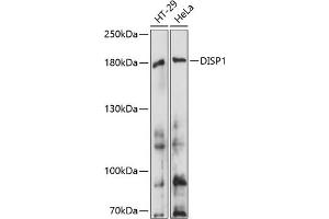 Western blot analysis of extracts of various cell lines, using DISP1 antibody (ABIN7266798) at 1:1000 dilution. (DISP1 Antikörper  (AA 1325-1524))