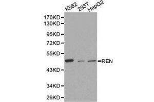 Western Blotting (WB) image for anti-Renin (REN) antibody (ABIN1874587)