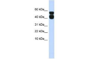 P2RX4 antibody used at 1 ug/ml to detect target protein. (P2RX4 Antikörper  (N-Term))