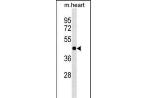 HHEX Antibody (C-term) (ABIN1536923 and ABIN2849944) western blot analysis in mouse heart tissue lysates (35 μg/lane). (HHEX Antikörper  (C-Term))