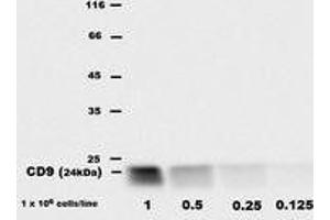 Western Blotting (WB) image for anti-CD9 (CD9) antibody (Biotin) (ABIN1106604) (CD9 Antikörper  (Biotin))