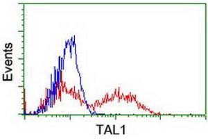 HEK293T cells transfected with either RC222628 overexpress plasmid (Red) or empty vector control plasmid (Blue) were immunostained by anti-TAL1 antibody (ABIN2455288), and then analyzed by flow cytometry. (TAL1 Antikörper)