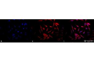Immunocytochemistry/Immunofluorescence analysis using Rabbit Anti-Hsp90 Polyclonal Antibody .