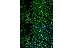Immunofluorescence analysis of U2OS cell using GRM3 antibody. (Metabotropic Glutamate Receptor 3 Antikörper  (AA 23-170))