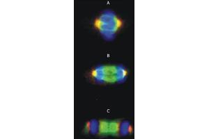 Immunofluorescence staining of microtubular networks in NIH/3T3 mouse fibroblasts. (TUBG1 Antikörper  (C-Term))