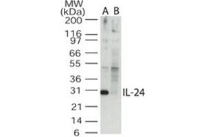 Image no. 1 for anti-Interleukin 24 (IL24) (AA 100-150) antibody (ABIN302672) (IL-24 Antikörper  (AA 100-150))