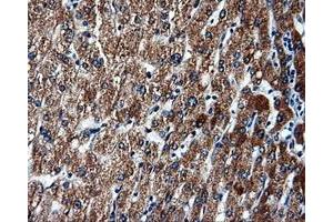 Immunohistochemical staining of paraffin-embedded liver tissue using anti-FAHD2Amouse monoclonal antibody. (FAHD2A Antikörper)