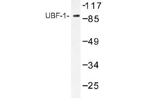 Image no. 1 for anti-Upstream Binding Transcription Factor, RNA Polymerase I (UBTF) antibody (ABIN272172) (UBTF Antikörper)