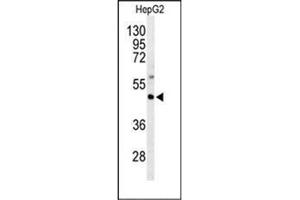 Western blot analysis of GNAZ Antibody (N-term) in HepG2 cell line lysates (35ug/lane). (GNaZ Antikörper  (N-Term))