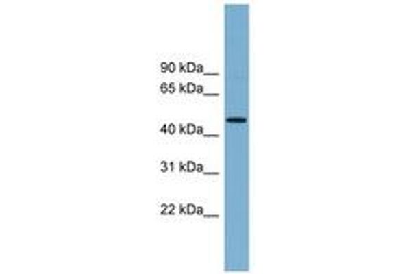 RNF44 antibody  (AA 107-156)