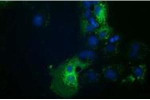 Anti-HDAC6 mouse monoclonal antibody (ABIN2454079) immunofluorescent staining of COS7 cells transiently transfected by pCMV6-ENTRY HDAC6 (RC209649). (HDAC6 Antikörper)