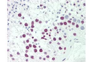 Anti-SRP54 antibody IHC staining of human testis. (SRP54 Antikörper  (AA 346-374))