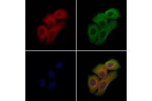ABIN7094609 and ABIN7098659 staining Hela cells by IF/ICC. (PDE11A Antikörper  (Internal Region))