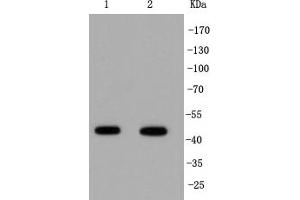Lane 1: PC-12 Cell lysates, Lane 2: Jurkat Cell lysates, probed with IRF1 (3G7) Monoclonal Antibody  at 1:1000 overnight at 4˚C. (IRF1 Antikörper)