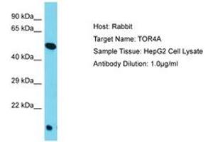 Image no. 1 for anti-Torsin Family 4, Member A (TOR4A) (AA 223-272) antibody (ABIN6750547) (TOR4A Antikörper  (AA 223-272))