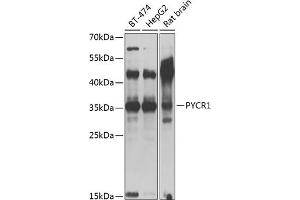 Western blot analysis of extracts of various cell lines, using PYCR1 antibody (ABIN6133043, ABIN6146517, ABIN6146519 and ABIN6217304) at 1:1000 dilution. (PYCR1 Antikörper  (AA 1-319))