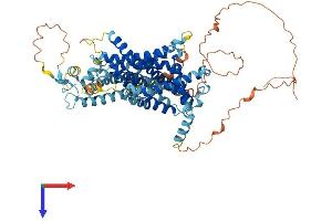 Solute Carrier Family 34 (Type II Sodium/phosphate Contransporter), Member 1 (SLC34A1) (AA 1-637) protein (His tag)