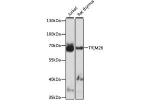 Western blot analysis of extracts of various cell lines, using TRIM26 antibody (ABIN7270985) at 1:1000 dilution. (TRIM26 Antikörper  (AA 1-300))