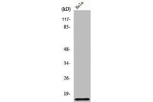 Western Blot analysis of 293 cells using COX17 Polyclonal Antibody (COX17 Antikörper  (N-Term))