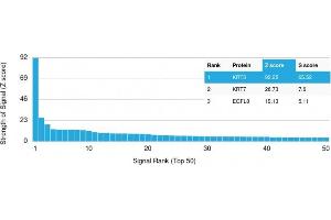 Analysis of Protein Array containing more than 19,000 full-length human proteins using Cytokeratin 3 Mouse Monoclonal Antibody (KRT3/2130). (Keratin 3 Antikörper)